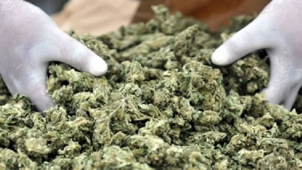 NACOC Approves First Cannabis Farms in Ghana Under Strict Regulations