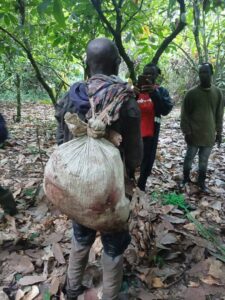 Wildlife Guard Shot Dead by Suspected Poacher During Kakum Forest Patrol